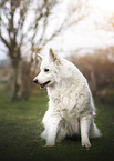 Berger Blanc Suisse