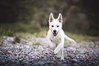 Berger Blanc Suisse