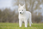 Berger Blanc Suisse