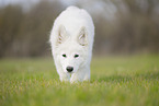 Berger Blanc Suisse