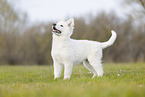 Berger Blanc Suisse