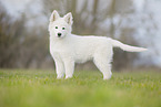 Berger Blanc Suisse