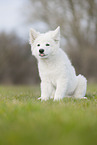 Berger Blanc Suisse