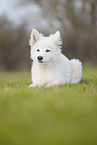 Berger Blanc Suisse