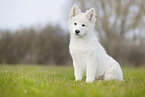 Berger Blanc Suisse