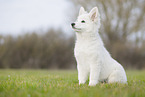 Berger Blanc Suisse