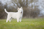 Berger Blanc Suisse