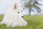 Berger Blanc Suisse