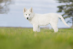 Berger Blanc Suisse