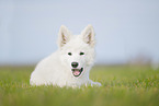 Berger Blanc Suisse