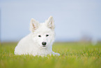 Berger Blanc Suisse