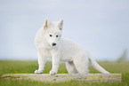 Berger Blanc Suisse