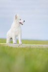 Berger Blanc Suisse
