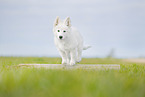 Berger Blanc Suisse
