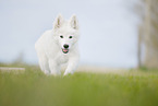 Berger Blanc Suisse