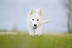 Berger Blanc Suisse