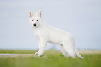 Berger Blanc Suisse