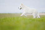 Berger Blanc Suisse