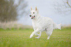 Berger Blanc Suisse
