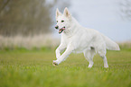 Berger Blanc Suisse