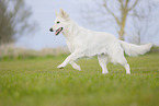 Berger Blanc Suisse