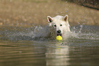 White Swiss Shepherd