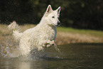 White Swiss Shepherd