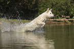 White Swiss Shepherd