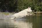 White Swiss Shepherd