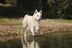 White Swiss Shepherd