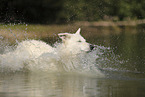 White Swiss Shepherd