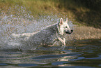White Swiss Shepherd