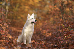 White Swiss Shepherd