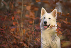 White Swiss Shepherd