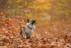 Keeshond in autumn