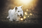 Berger Blanc Suisse