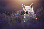 Berger Blanc Suisse