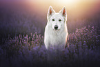 Berger Blanc Suisse