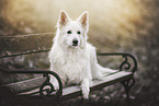 Berger Blanc Suisse