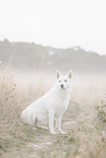 Berger Blanc Suisse