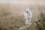 Berger Blanc Suisse