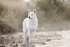 Berger Blanc Suisse