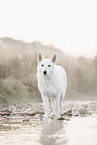 Berger Blanc Suisse