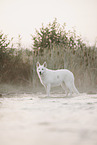Berger Blanc Suisse