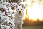 White Suisse Shepherd