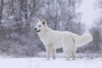 Berger Blanc Suisse