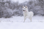 Berger Blanc Suisse