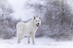 Berger Blanc Suisse