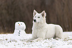 Berger Blanc Suisse