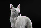 Berger Blanc Suisse